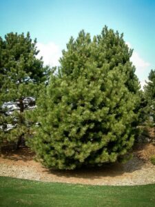 Сосна Чёрная (Pinus Nigra) купить по цене от 270.00р. в интернет-магазине «Посадика» с доставкой почтой в в Асиное и по всей России – [изображение №1].