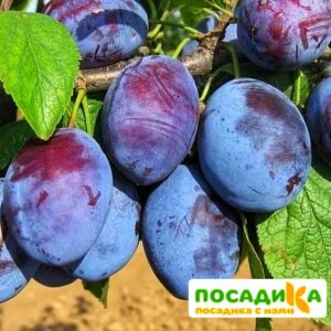 Слива Чачакская ранняя купить по цене от 229.00р. в интернет-магазине «Посадика» с доставкой почтой в в Асиное и по всей России – [изображение №1].