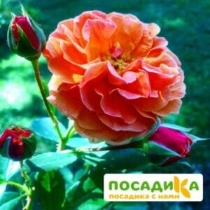 Роза Арабия купить по цене от 350.00р. в интернет-магазине «Посадика» с доставкой почтой в в Асиное и по всей России – [изображение №1].