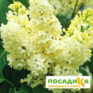 Сирень Примроуз (Primrose) купить по цене от 529.00р. в интернет-магазине «Посадика» с доставкой почтой в в Асиное и по всей России – [изображение №1].