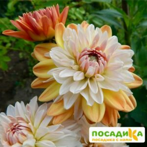 Георгина Коуп де Солейл (декоративная) купить по цене от 400р. в интернет-магазине «Посадика» с доставкой почтой в в Асиное и по всей России – [изображение №1].