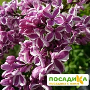 Сирень Сенсация купить по цене от 529.00р. в интернет-магазине «Посадика» с доставкой почтой в в Асиное и по всей России – [изображение №1].