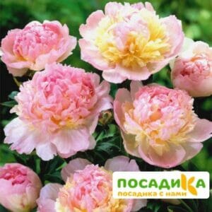 Пион Распберри Сандей (Paeonia Raspberry Sundae) купить по цене от 959р. в интернет-магазине «Посадика» с доставкой почтой в в Асиное и по всей России – [изображение №1].