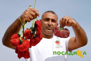 Клубника Гигант Джорнея купить по цене от 266р. в интернет-магазине «Посадика» с доставкой почтой в в Асиное и по всей России – [изображение №1].