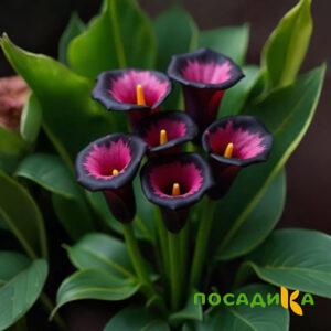 Калла Аура Лейс купить по цене от 400р. в интернет-магазине «Посадика» с доставкой почтой в в Асиное и по всей России – [изображение №1].