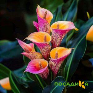 Калла Оникс купить по цене от 450р. в интернет-магазине «Посадика» с доставкой почтой в в Асиное и по всей России – [изображение №1].