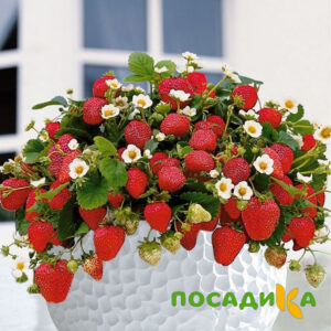 Клубника Рубиновый Шепот (горшечная) купить по цене от 240р. в интернет-магазине «Посадика» с доставкой почтой в в Асиное и по всей России – [изображение №1].
