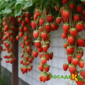 Клубника вьющаяся Комплимент купить по цене от 470р. в интернет-магазине «Посадика» с доставкой почтой в в Асиное и по всей России – [изображение №1].