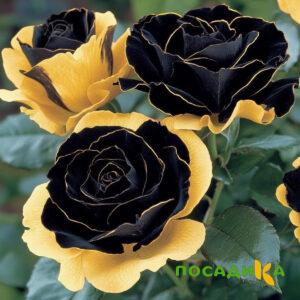 Роза Ханни Сикл купить по цене от 700р. в интернет-магазине «Посадика» с доставкой почтой в в Асиное и по всей России – [изображение №1].