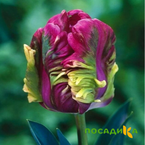 Тюльпан Экзотик Хэвен купить по цене от 186р. в интернет-магазине «Посадика» с доставкой почтой в в Асиное и по всей России – [изображение №1].