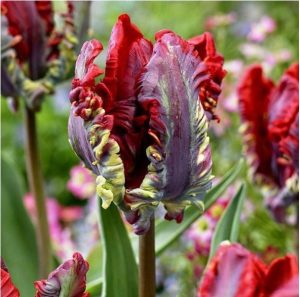 Тюльпан Рококо купить по цене от 350р. в интернет-магазине «Посадика» с доставкой почтой в в Асиное и по всей России – [изображение №1].