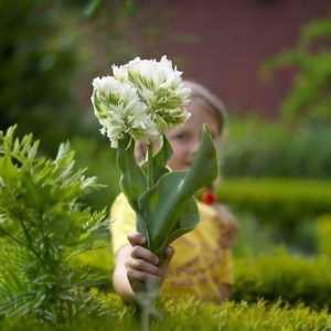 Тюльпан Супер Пэррот купить по цене от 360р. в интернет-магазине «Посадика» с доставкой почтой в в Асиное и по всей России – [изображение №1].