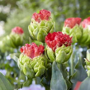 Тюльпан Бычий Глаз купить по цене от 275р. в интернет-магазине «Посадика» с доставкой почтой в в Асиное и по всей России – [изображение №1].