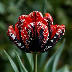 Тюльпан Вельвет Файер купить по цене от 394р. в интернет-магазине «Посадика» с доставкой почтой в в Асиное и по всей России – [изображение №1].