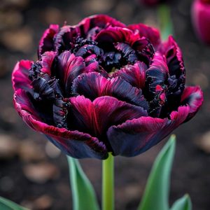 Тюльпан Фламинго купить по цене от 500р. в интернет-магазине «Посадика» с доставкой почтой в в Асиное и по всей России – [изображение №1].