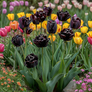 Тюльпан махровый Рейдинс Дарк купить по цене от 230р. в интернет-магазине «Посадика» с доставкой почтой в в Асиное и по всей России – [изображение №1].