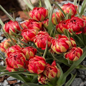 Тюльпан Ап Пинк купить по цене от 390р. в интернет-магазине «Посадика» с доставкой почтой в в Асиное и по всей России – [изображение №1].