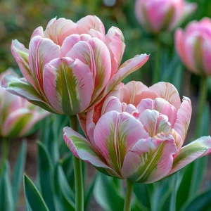 Тюльпан Аврора Принцес купить по цене от 345р. в интернет-магазине «Посадика» с доставкой почтой в в Асиное и по всей России – [изображение №1].