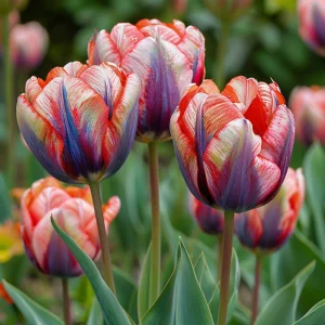 Тюльпан Эбисан Грэйс купить по цене от 217р. в интернет-магазине «Посадика» с доставкой почтой в в Асиное и по всей России – [изображение №1].