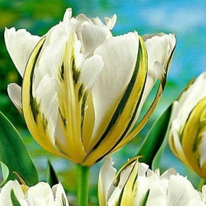 Тюльпан Экзотик Пуруссима купить по цене от 305р. в интернет-магазине «Посадика» с доставкой почтой в в Асиное и по всей России – [изображение №1].