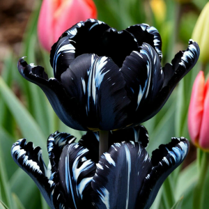 Тюльпан Шелк Нуар купить по цене от 219р. в интернет-магазине «Посадика» с доставкой почтой в в Асиное и по всей России – [изображение №1].