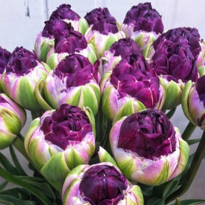 Тюльпан Анаконда купить по цене от 450р. в интернет-магазине «Посадика» с доставкой почтой в в Асиное и по всей России – [изображение №1].