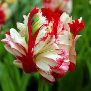 Тюльпан Эстелла Рижнвельд купить по цене от 500р. в интернет-магазине «Посадика» с доставкой почтой в в Асиное и по всей России – [изображение №1].