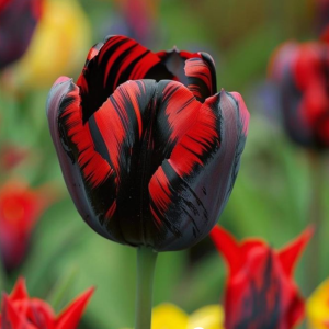 Тюльпан Блэк Перрот купить по цене от 351р. в интернет-магазине «Посадика» с доставкой почтой в в Асиное и по всей России – [изображение №1].