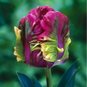 Тюльпан Экзотик Хэвен купить по цене от 186р. в интернет-магазине «Посадика» с доставкой почтой в в Асиное и по всей России – [изображение №1].