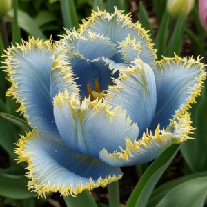 Тюльпан Махровый Амплуа купить по цене от 199р. в интернет-магазине «Посадика» с доставкой почтой в в Асиное и по всей России – [изображение №1].